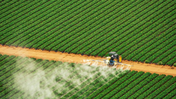 Best Ant Control Services  in San Rlos, CA