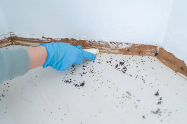 Best Cockroach Control Services  in San Rlos, CA